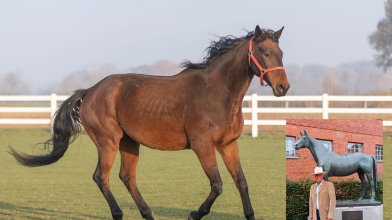 Die Legende lebt weiter: Trakehner Grandioso und seine fesselnde Geschichte