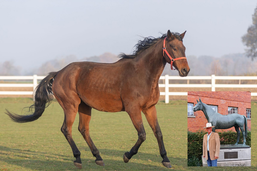 Die Legende lebt weiter: Trakehner Grandioso und seine fesselnde Geschichte