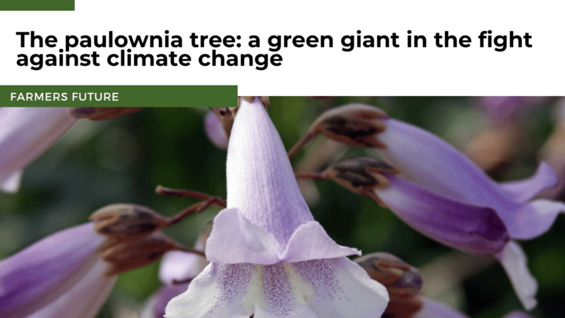 The paulownia tree: a green giant in the fight against climate change