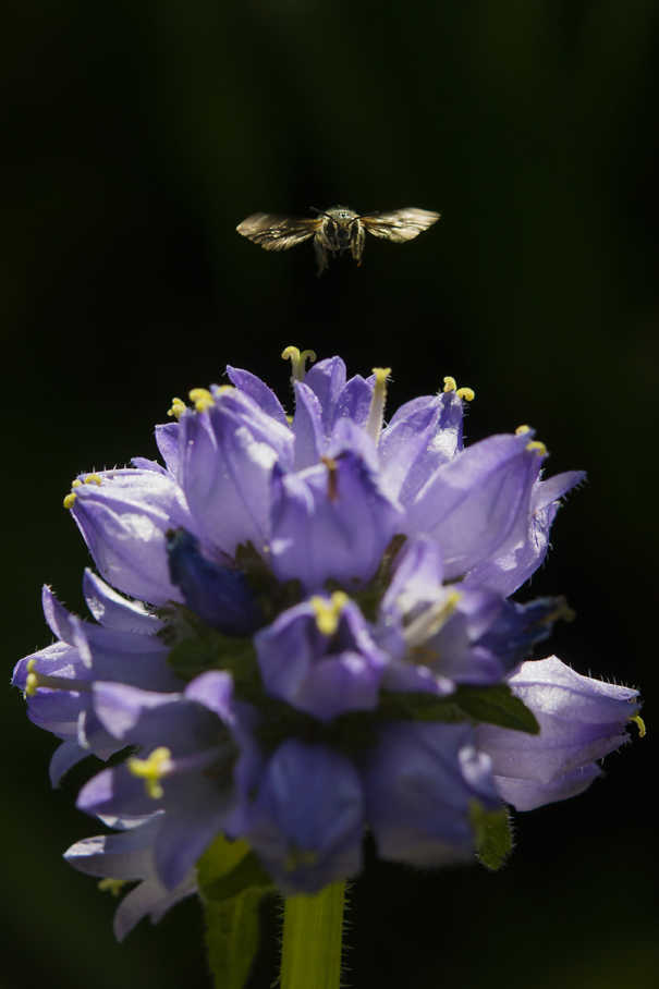 BeeHome by Pollinature schafft Lebensraum für Wildbienen