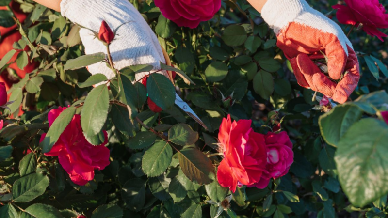 Gärtner Norbert Seeger mit Tipps zur Rosenzucht