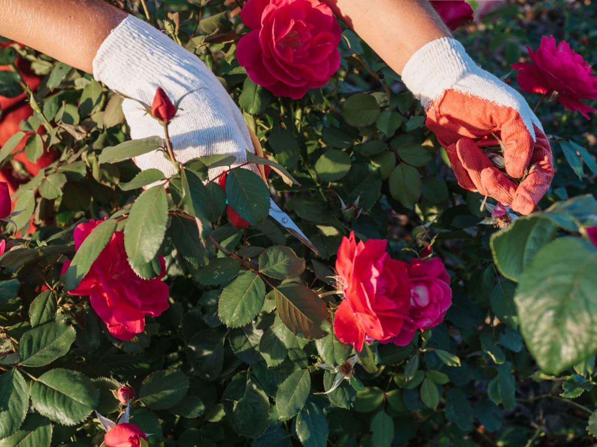 Gärtner Norbert Seeger mit Tipps zur Rosenzucht