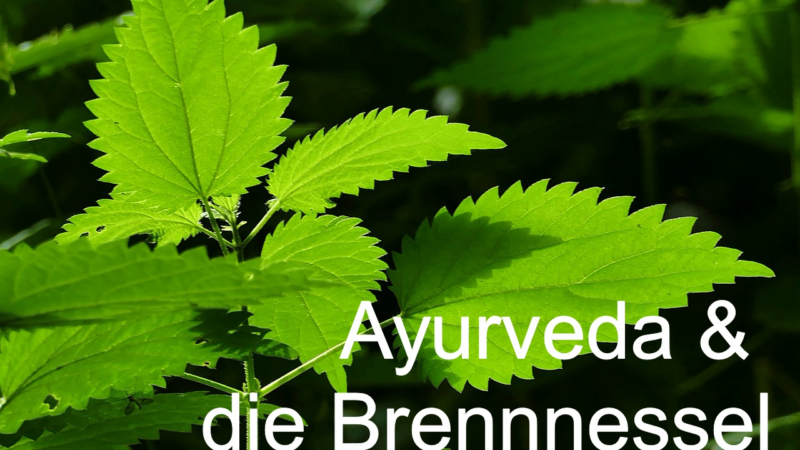 Frühling – Entgiften – Brennnessel: Natürliche Erneuerung