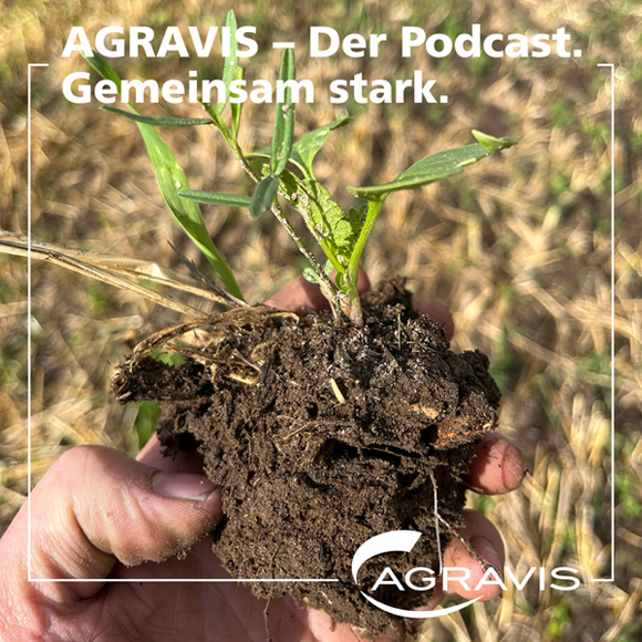 Podcast der AGRAVIS Raiffeisen AG zum Thema Zwischenfrüchte