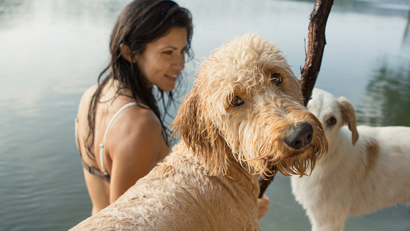 Gesunde BARF Hundefutter Alternative im Urlaub auf Reisen