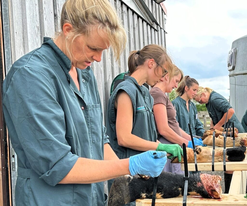 „Die Klauen tragen die Milch“: Für Tierärzte der Milchviehbetreuung eine herausfordernde Aufgabe