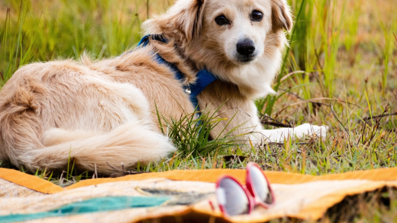 Vorsicht bei Urlaub mit Hund: Sonderregeln in Ferienwohnungen