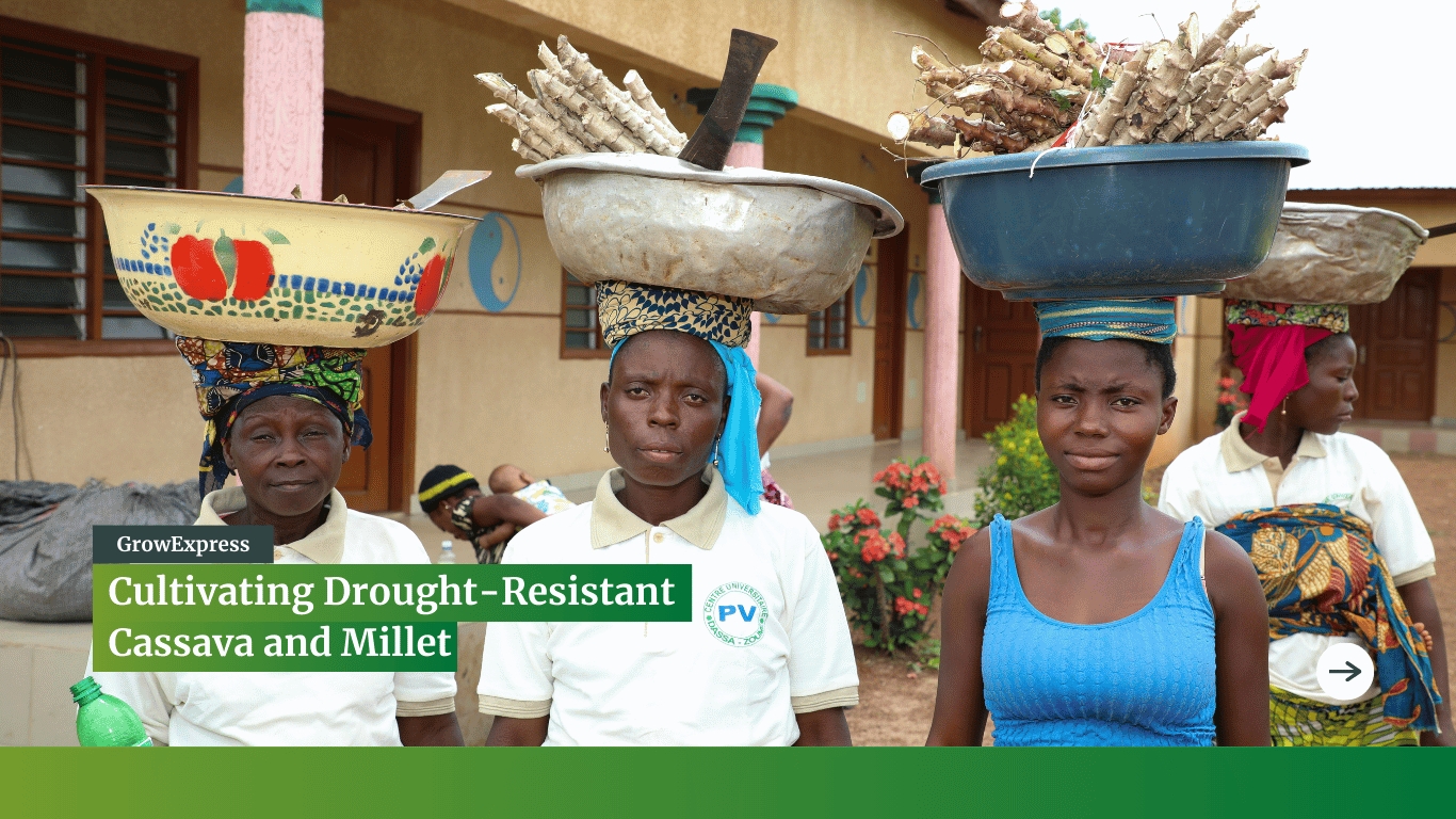 Cultivating Drought-Resistant Cassava and Millet