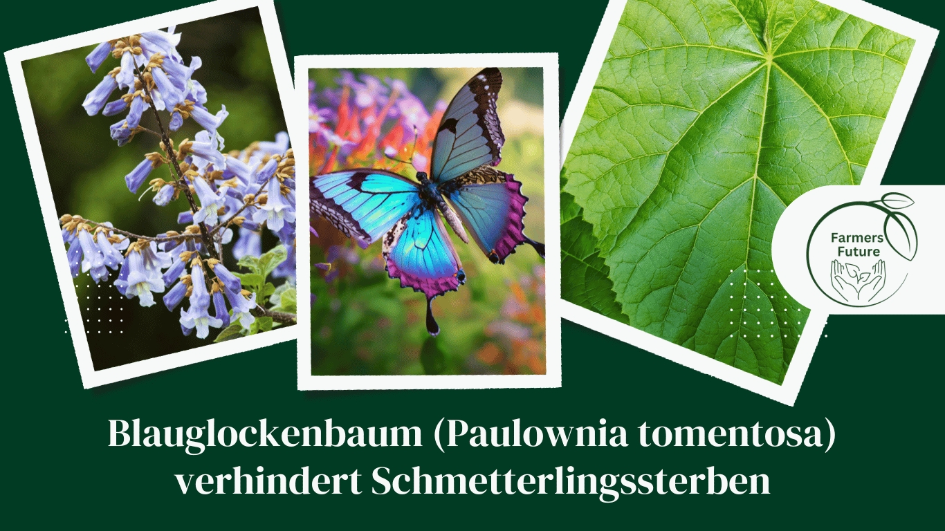 Farmers Future – Blauglockenbaum (Paulownia tomentosa) verhindert Schmetterlingssterben