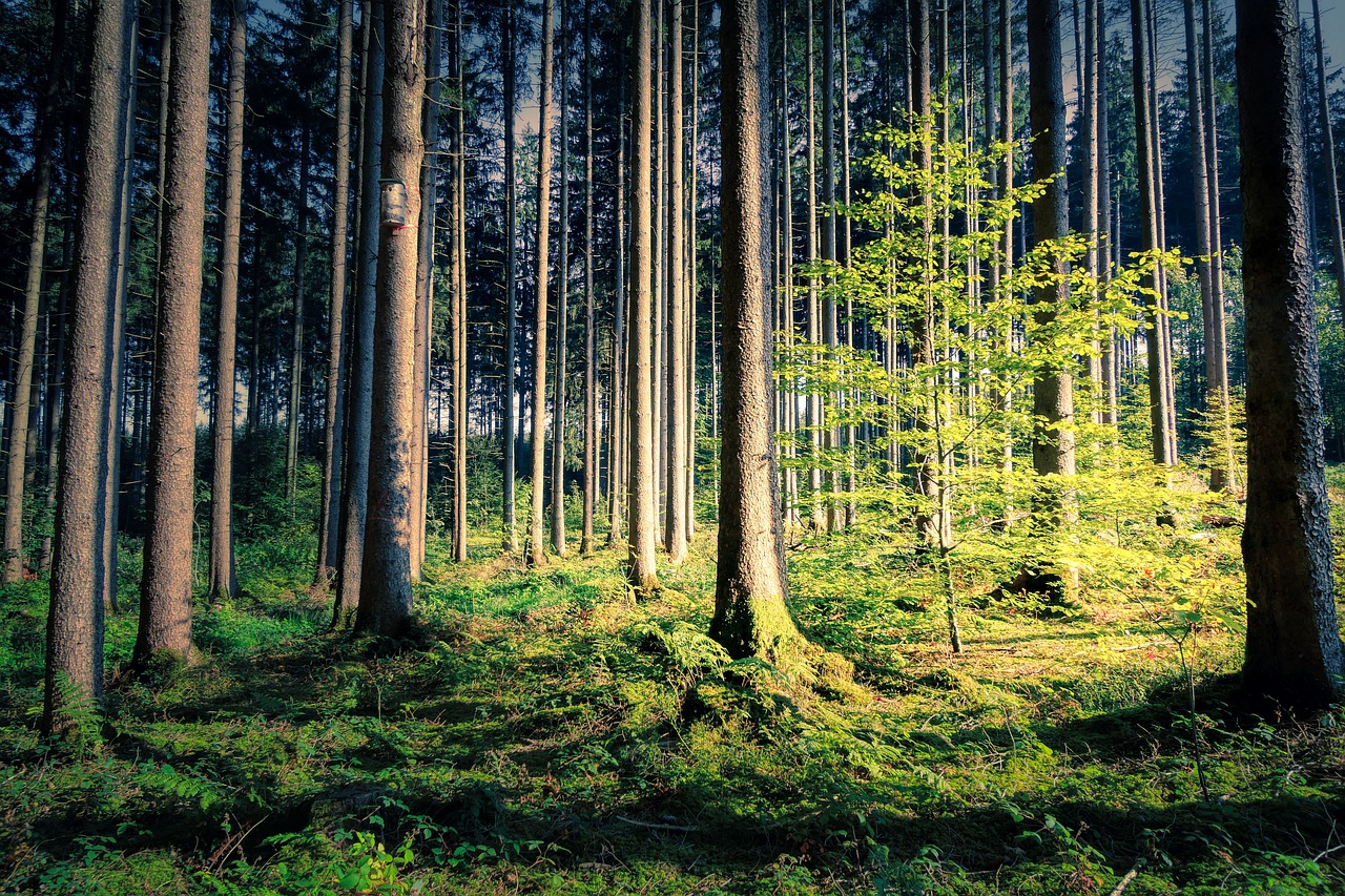 Martin Scheu über das Naturerlebnis im Rasteder Forst