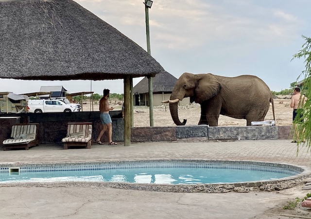 Vorfahrt für Elefanten – Botswanas tierisch guter Geheimtipp