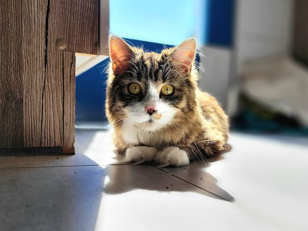 Am „Weltkatzentag“ die Schatten-Katzen nicht vergessen