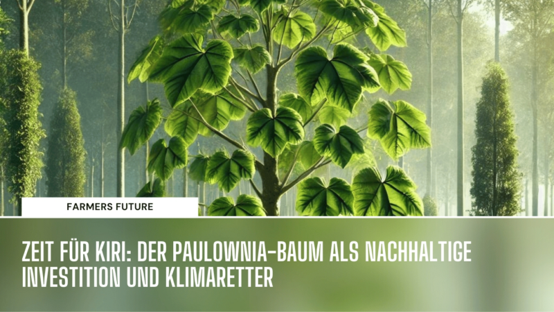 Zeit für Kiri: Der Paulownia-Baum als nachhaltige Investition und Klimaretter