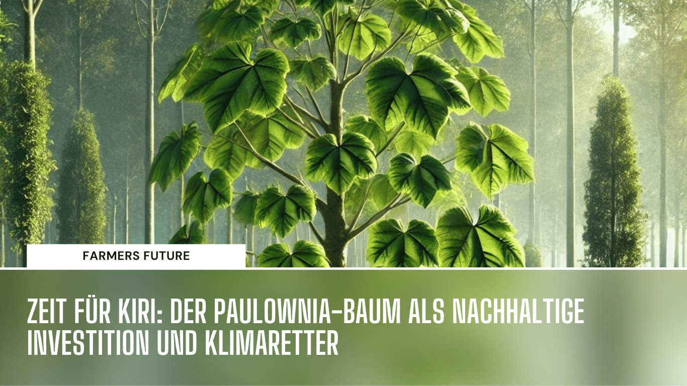 Zeit für Kiri: Der Paulownia-Baum als nachhaltige Investition und Klimaretter