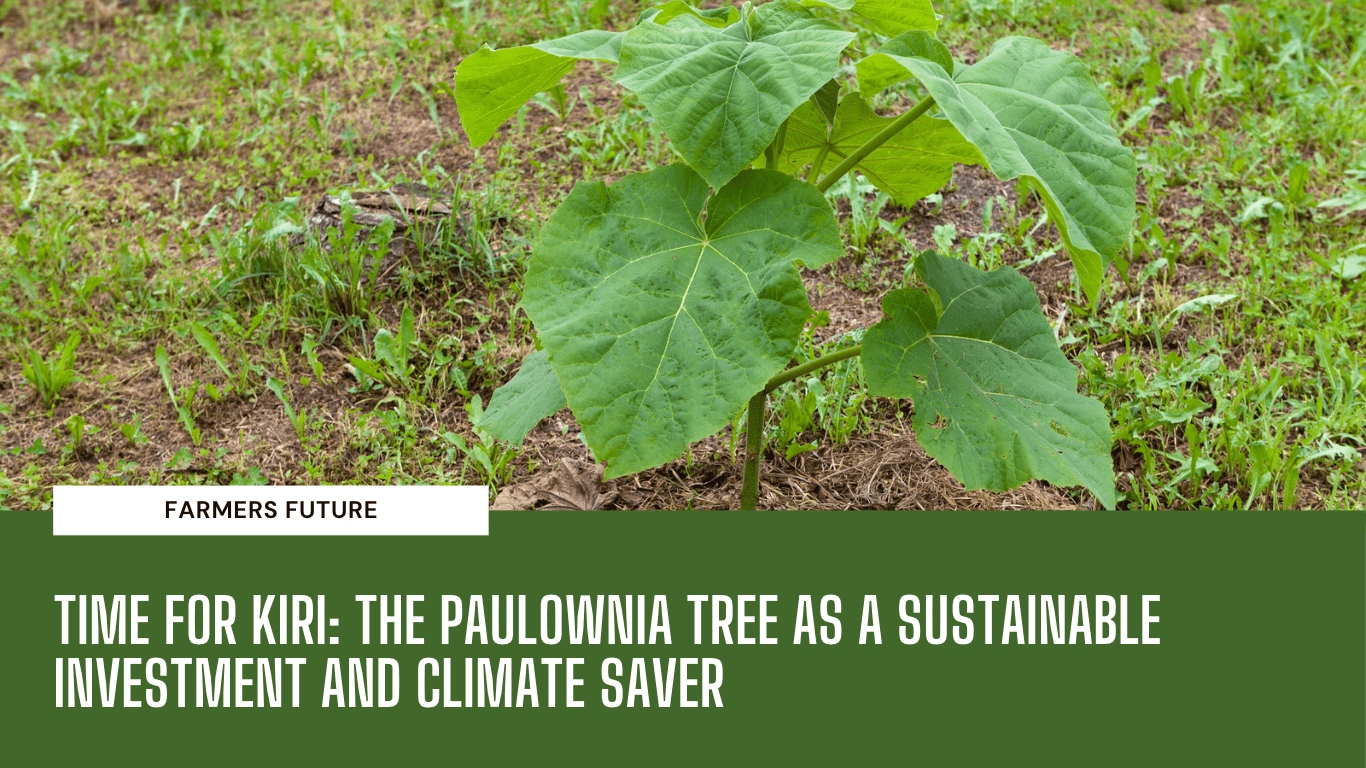 Time for Kiri: The Paulownia tree as a sustainable investment and climate saver