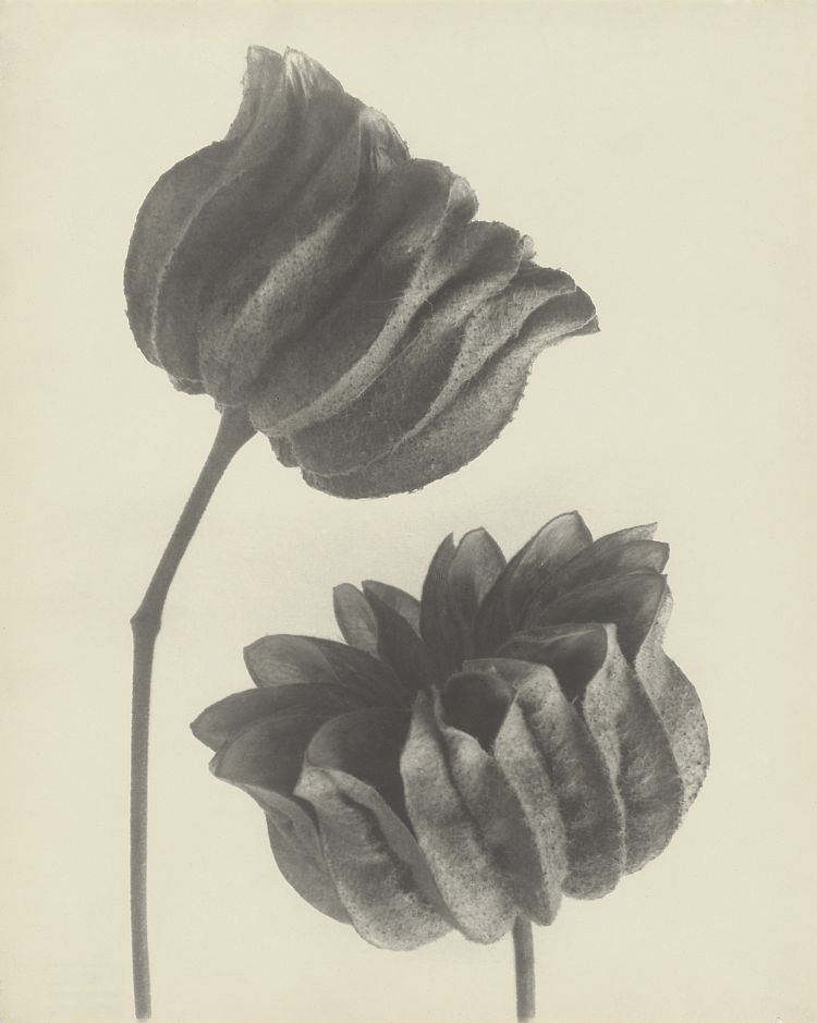 Karl Blossfeldt – Photographie im Licht der Kunst