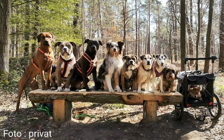 Hundesteuereinnahmen sprudeln und Tierheime sterben