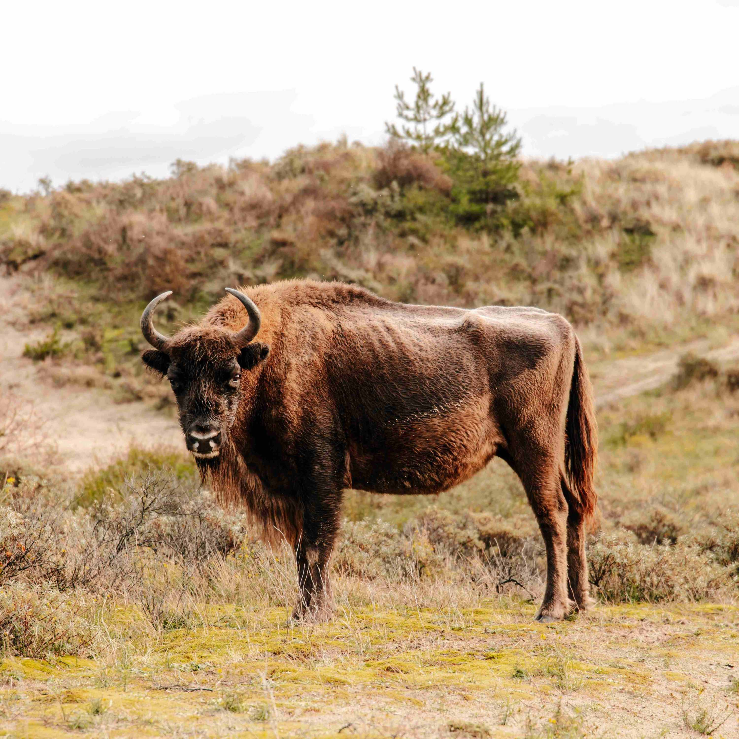 Natur pur: Zandvoort zeigt sich im Herbst von seiner wilden Seite