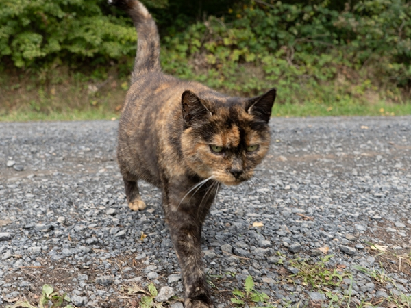 Streunerkatzen: Appell an Kommunen für Kastrationspflicht