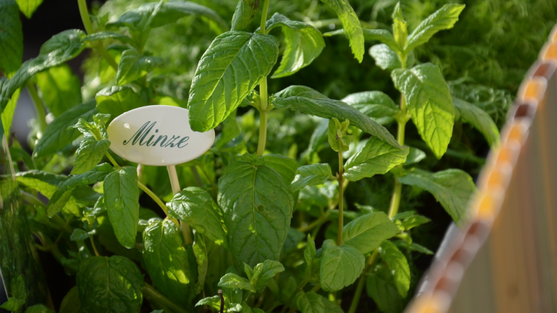 Norbert Seeger’s Lieblingskräuter: So gelingt der perfekte Kräutergarten