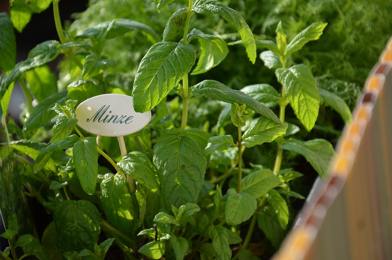 Norbert Seeger’s Lieblingskräuter: So gelingt der perfekte Kräutergarten