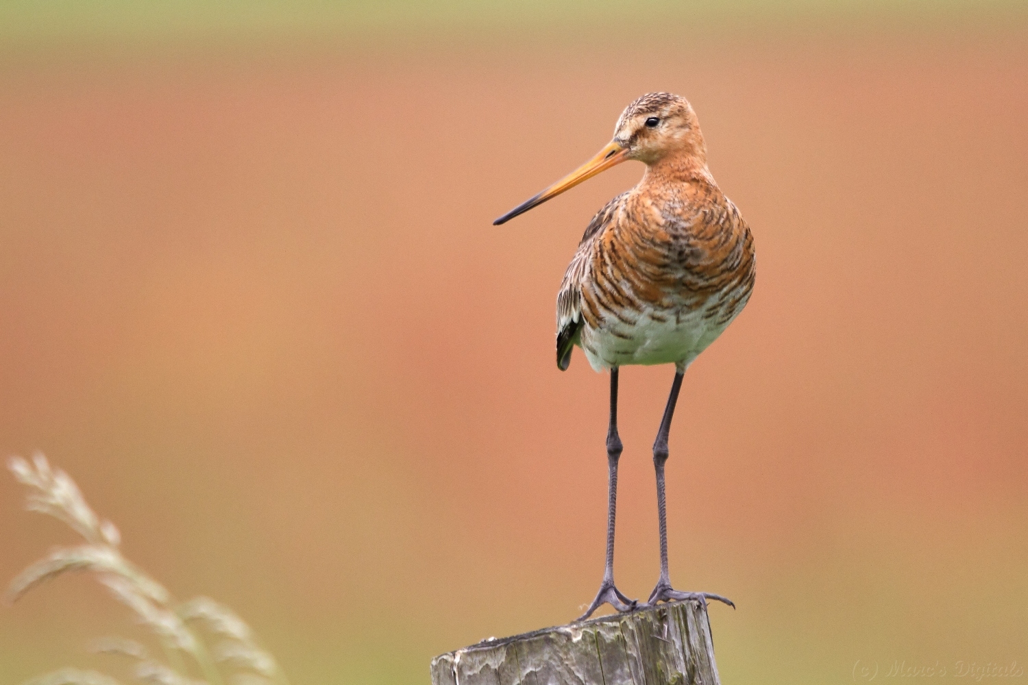 Watteninsel-Safari: Texels „Big 5“ in freier Wildbahn entdecken