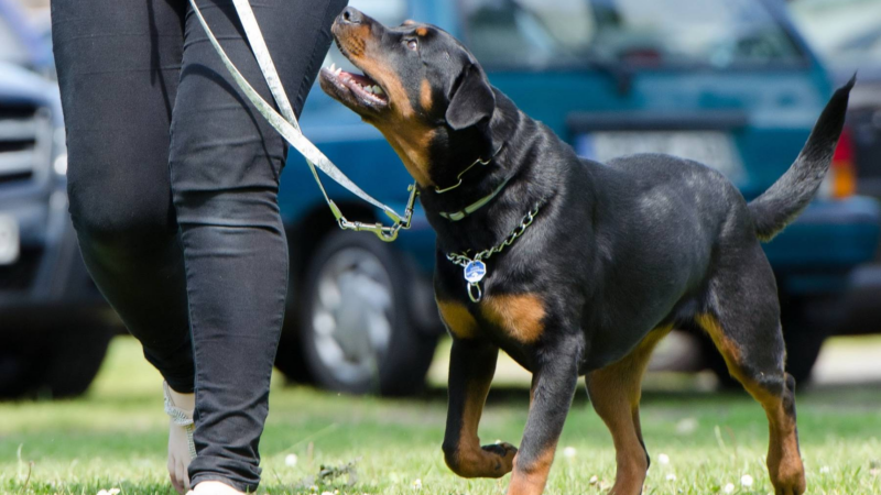 Sonee Dosoruth: Wie die eigene Persönlichkeit den Erfolg im Problemhundetraining beeinflusst