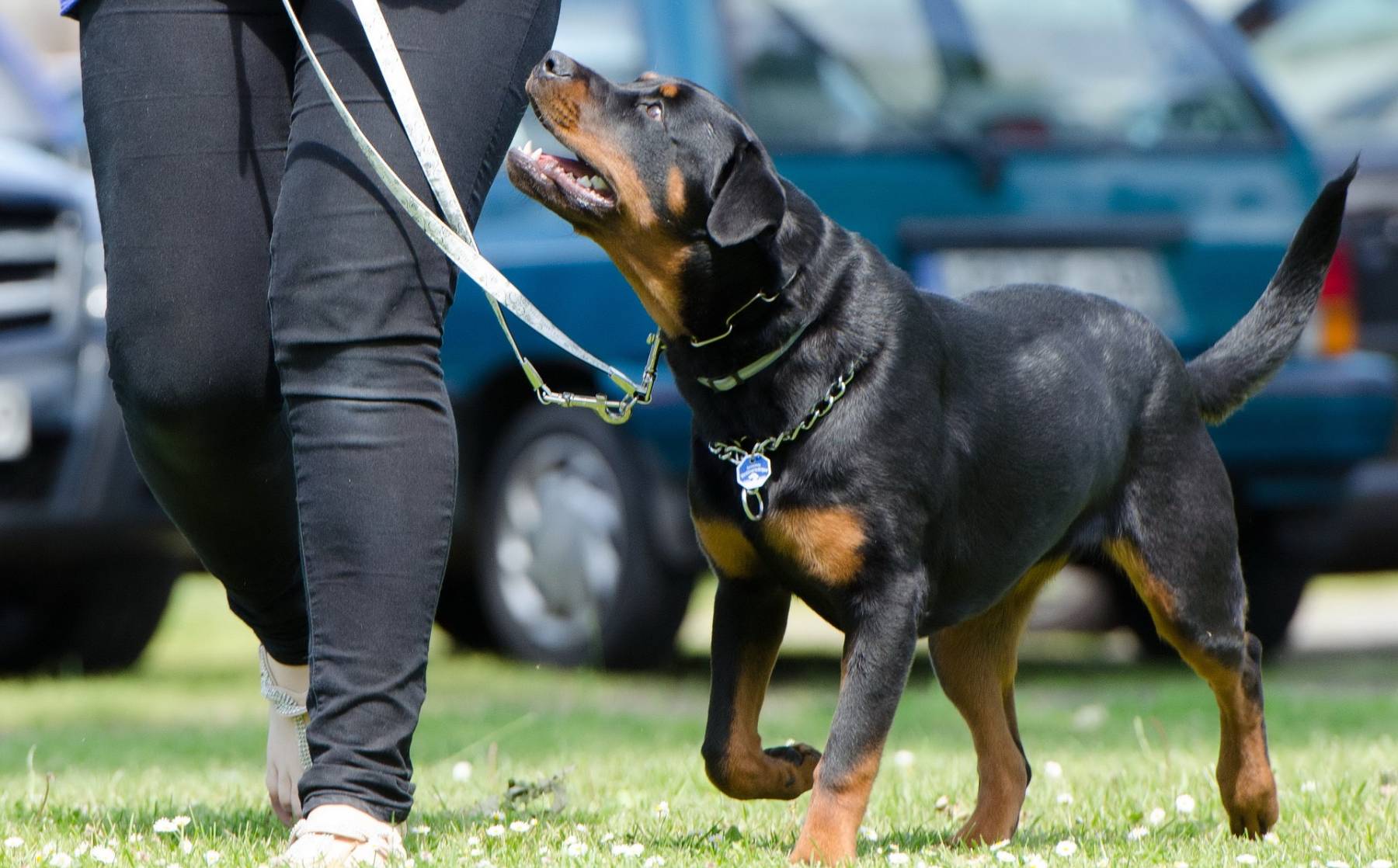 Sonee Dosoruth: Wie die eigene Persönlichkeit den Erfolg im Problemhundetraining beeinflusst