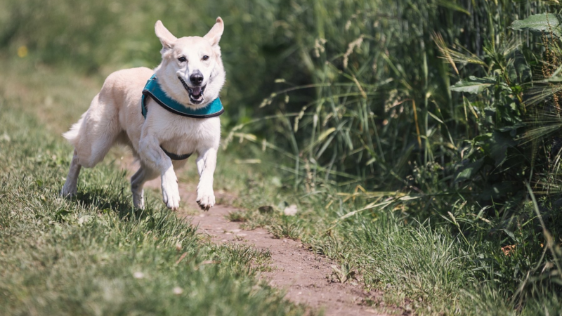 Das passende Problemhundetraining mit Sonee Dosoruth finden – der Weg zum entspannten Miteinander