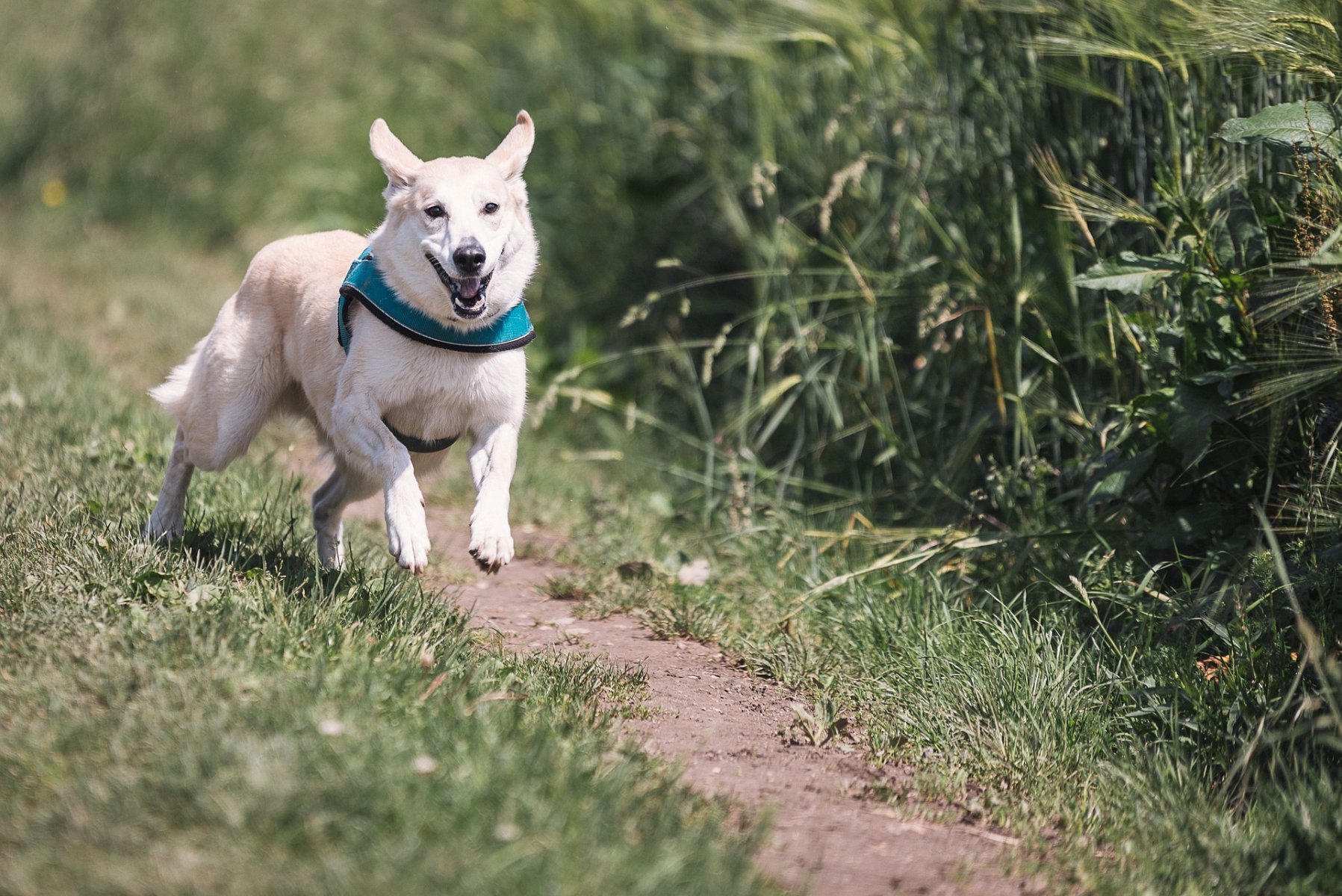 Das passende Problemhundetraining mit Sonee Dosoruth finden – der Weg zum entspannten Miteinander