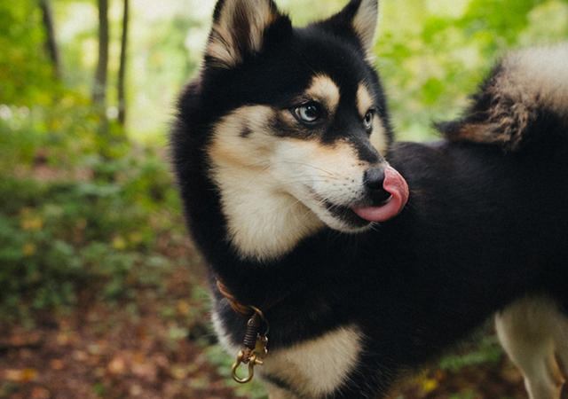 Neue ARAG Tierkrankenversicherung: Optimaler Schutz für Hunde und Katzen