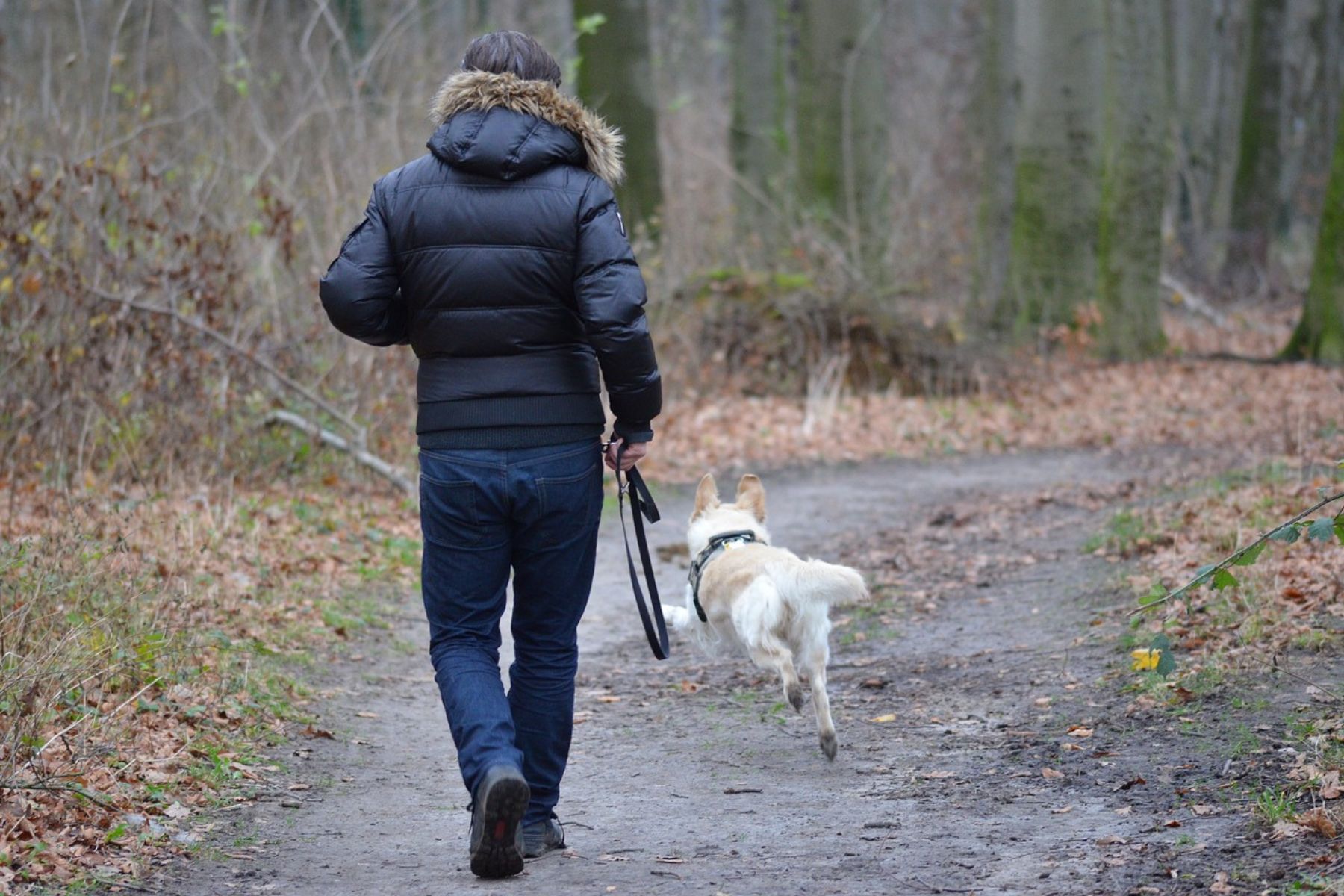 Jagdverhalten beim Hund verstehen und kontrollieren – mit Sonee Dosoruths Ansatz zum entspannten Freilauf