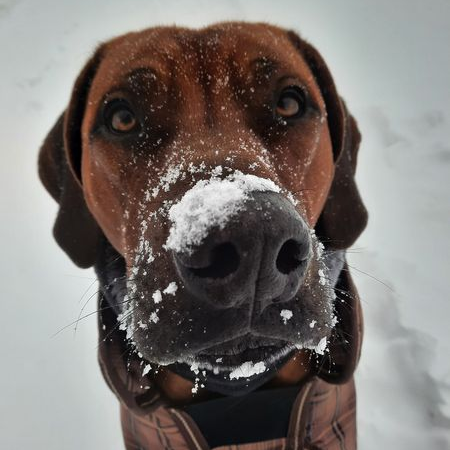 Eiseskälte und Schnee gefährlich für Haustiere