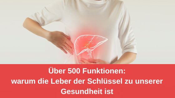 Über 500 Funktionen: Warum die Leber der Schlüssel zu unserer Gesundheit ist