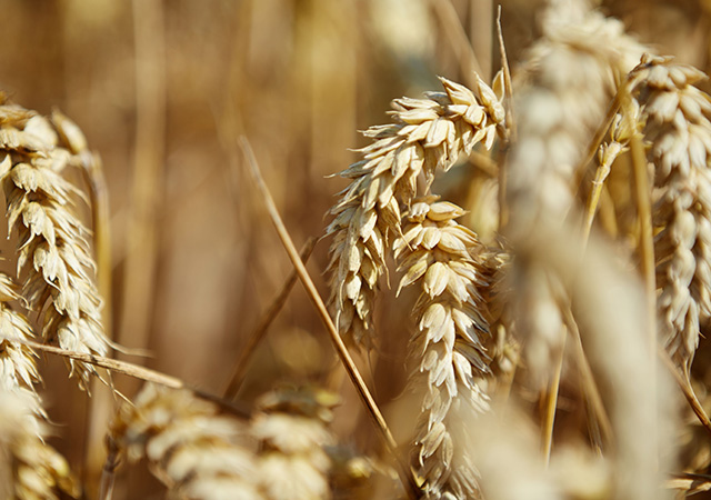 Ernte von CO2-reduziertem Weizen deutlich gesteigert