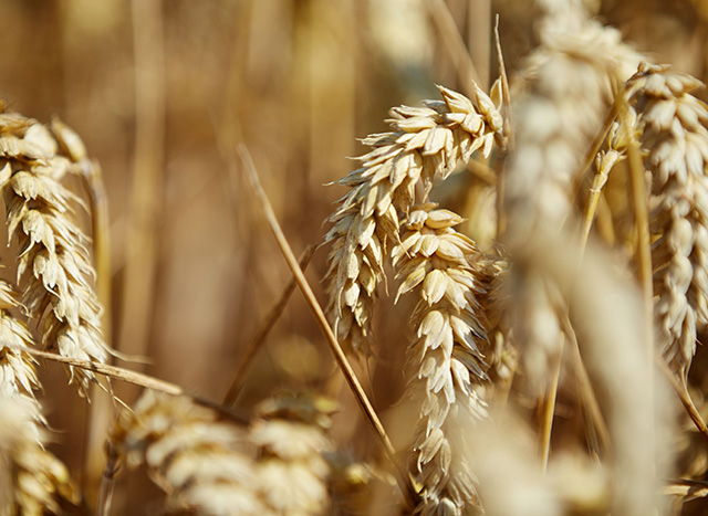 Ernte von CO2-reduziertem Weizen deutlich gesteigert