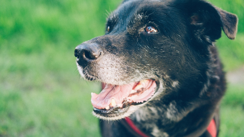 Tierheimsponsoring seriös und effektiv: Wie gute Planung Tiere rettet