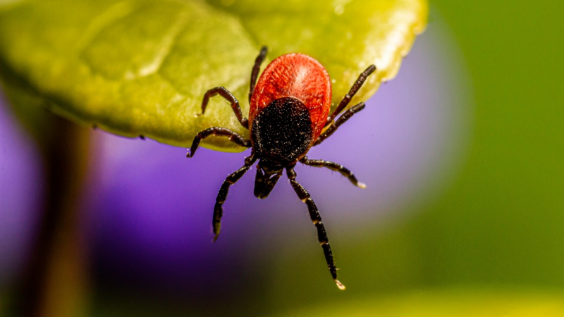 Zeckenalarm: Vorsorge schützt vor Borreliose und FSME