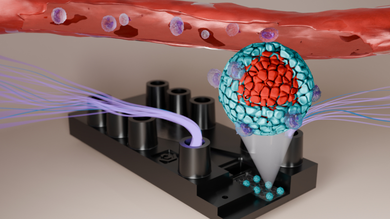 Durchbruch im Kampf gegen Bauchspeicheldrüsenkrebs mit „Tumor-on-Chip“