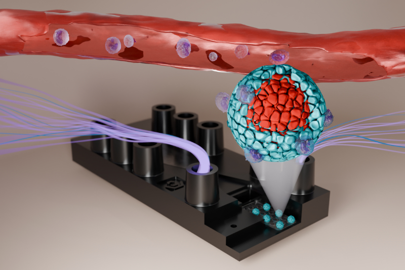 Durchbruch im Kampf gegen Bauchspeicheldrüsenkrebs mit „Tumor-on-Chip“