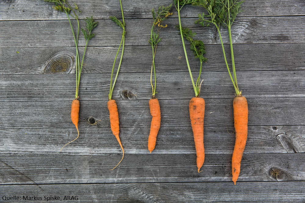 Chemiekeulen im Garten