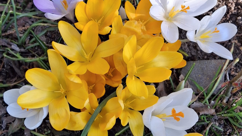Farbenfrohe Frühjahrsblüher zum Start in den Frühling