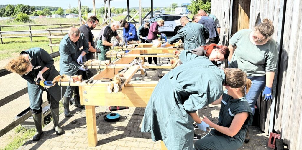 Die Klauen tragen die Milch-Workshop „Klauenorthopädie & Klauenpflege“ für Tierärzt:innen der Rindermedizin