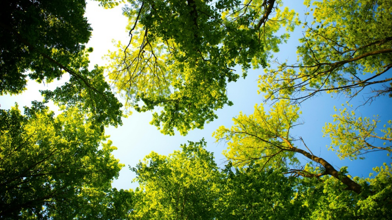 Grillen, Gassi, Gänseblümchen: Was im Park erlaubt ist und was nicht