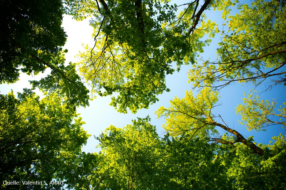 Grillen, Gassi, Gänseblümchen: Was im Park erlaubt ist und was nicht