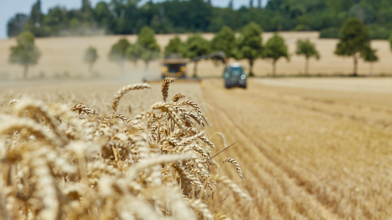 Gute Aussichten für die Ernte 2025