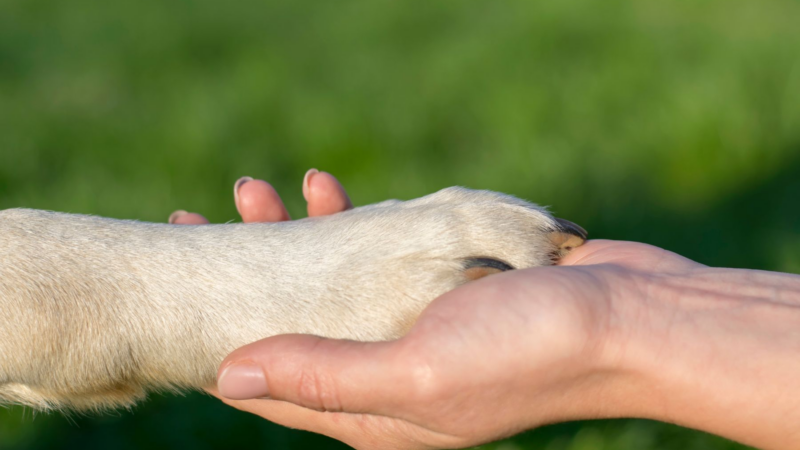 Das Team vom Tierheimsponsoring über die Bedeutung verlässlicher Partner im Tierschutz