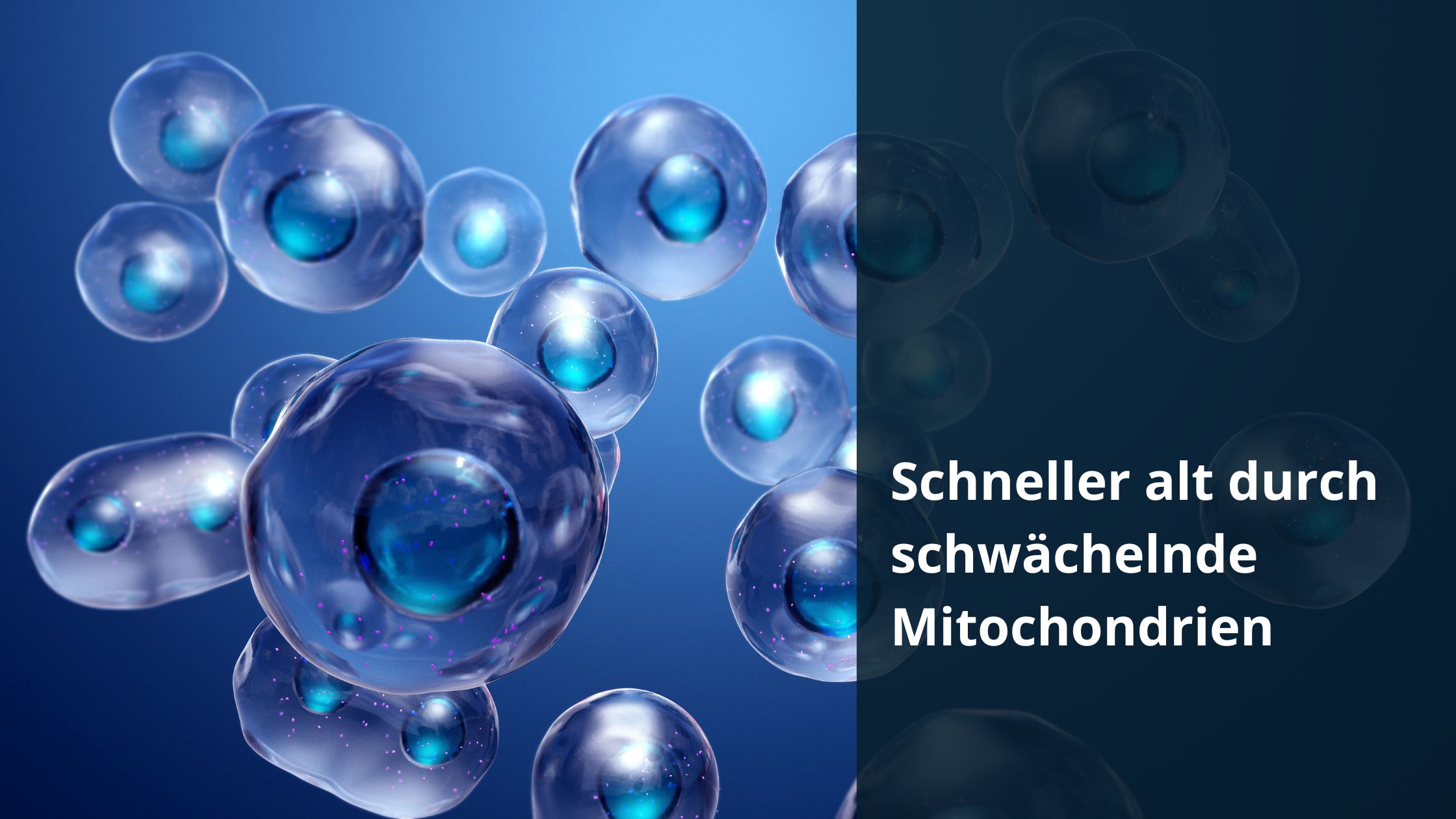 Schneller alt durch schwächelnde Mitochondrien
