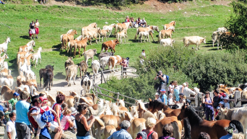 Vieheintrieb: Am Rittner Horn wird der Barthlmastag gefeiert