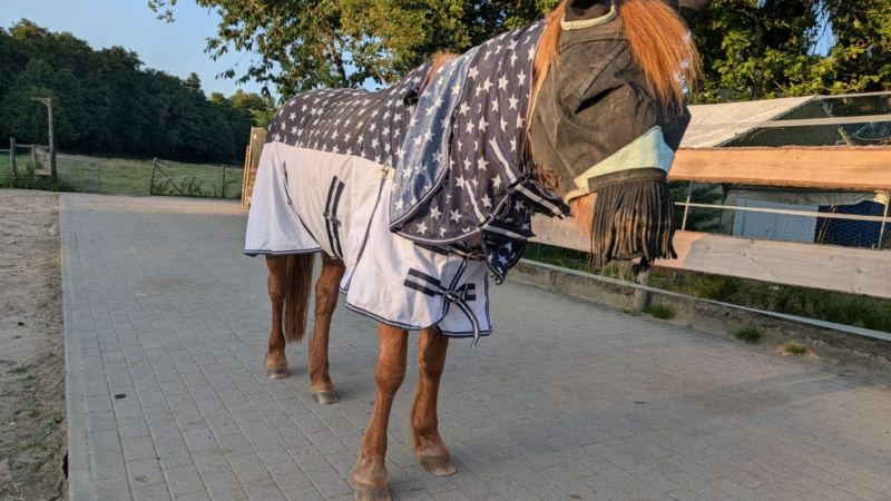 Insektenschwärme quälen Pferde und Ponys auf dem Gnadenhof